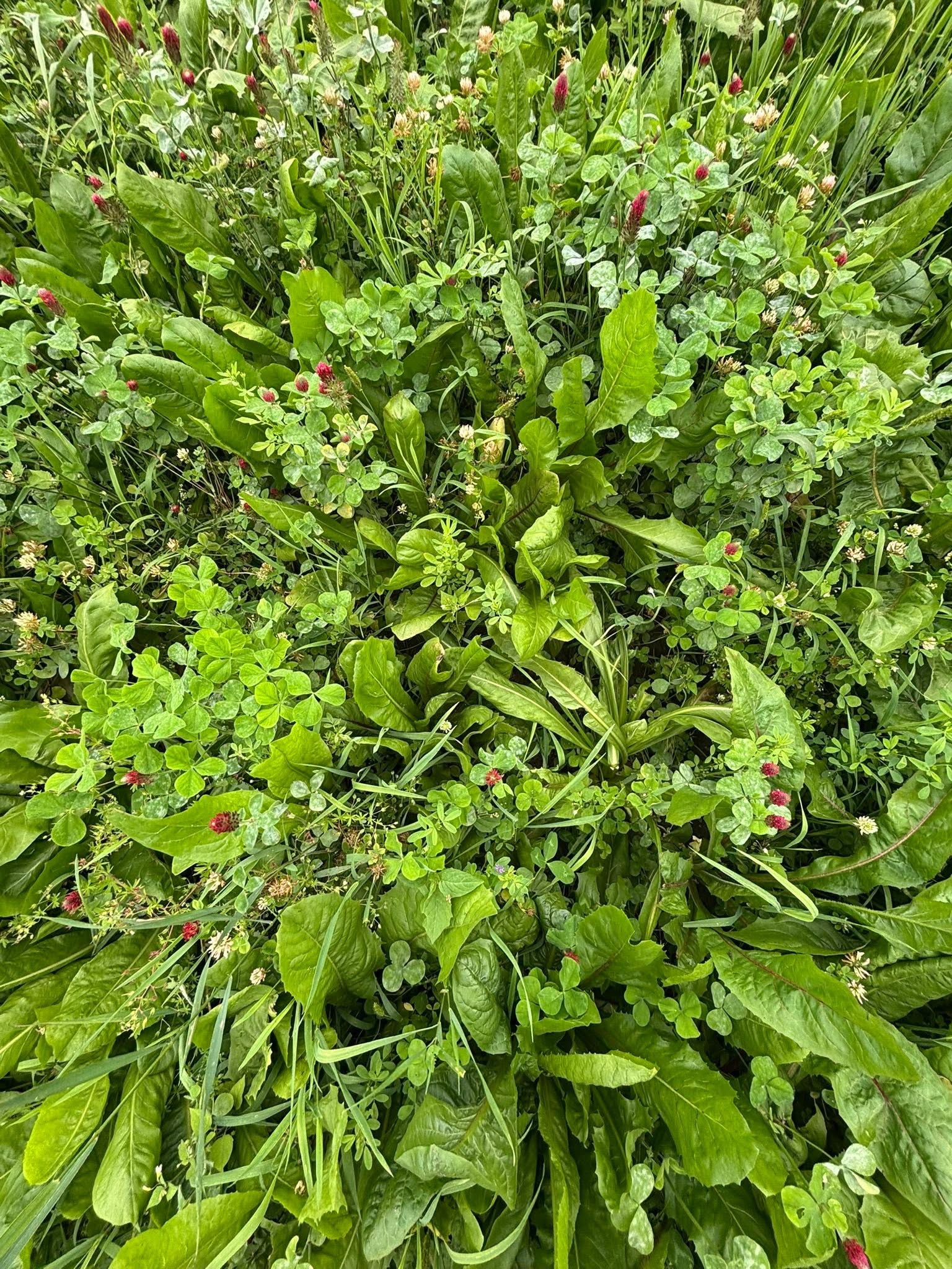 Faunamaster Deer Explosion - 5 kg