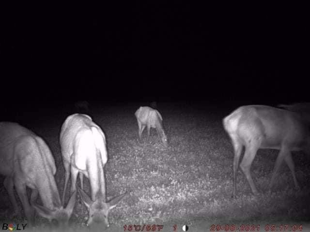 Faunamaster Deer Blend, 5 kg