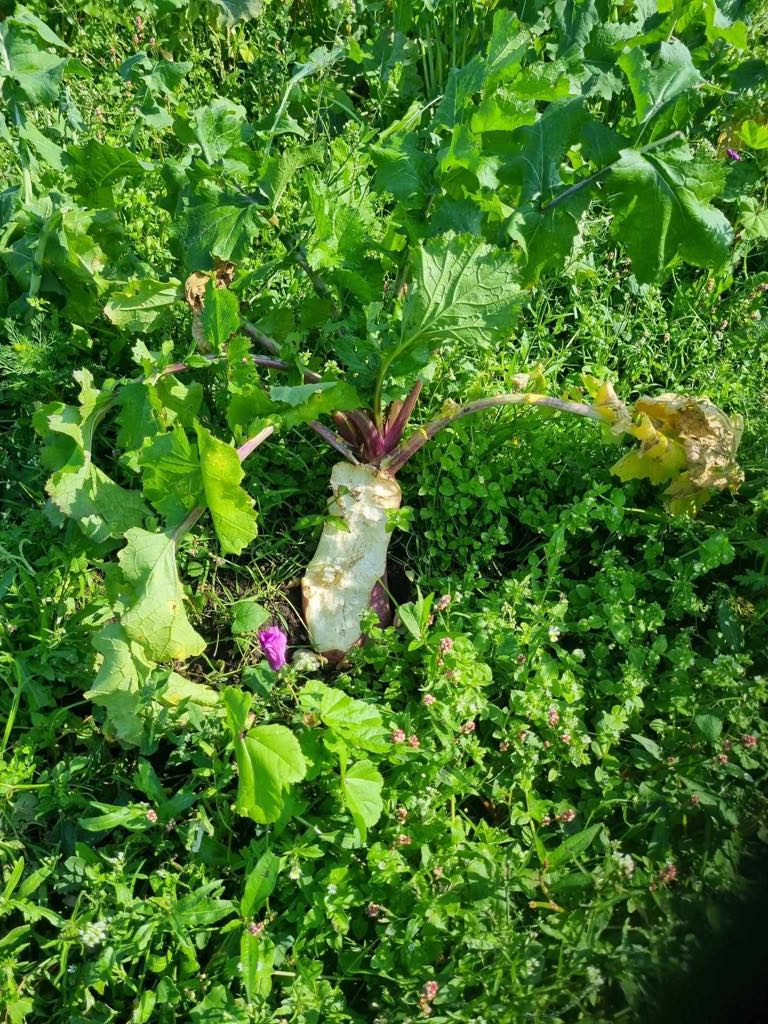 Faunamaster Boost Blend 5 kg