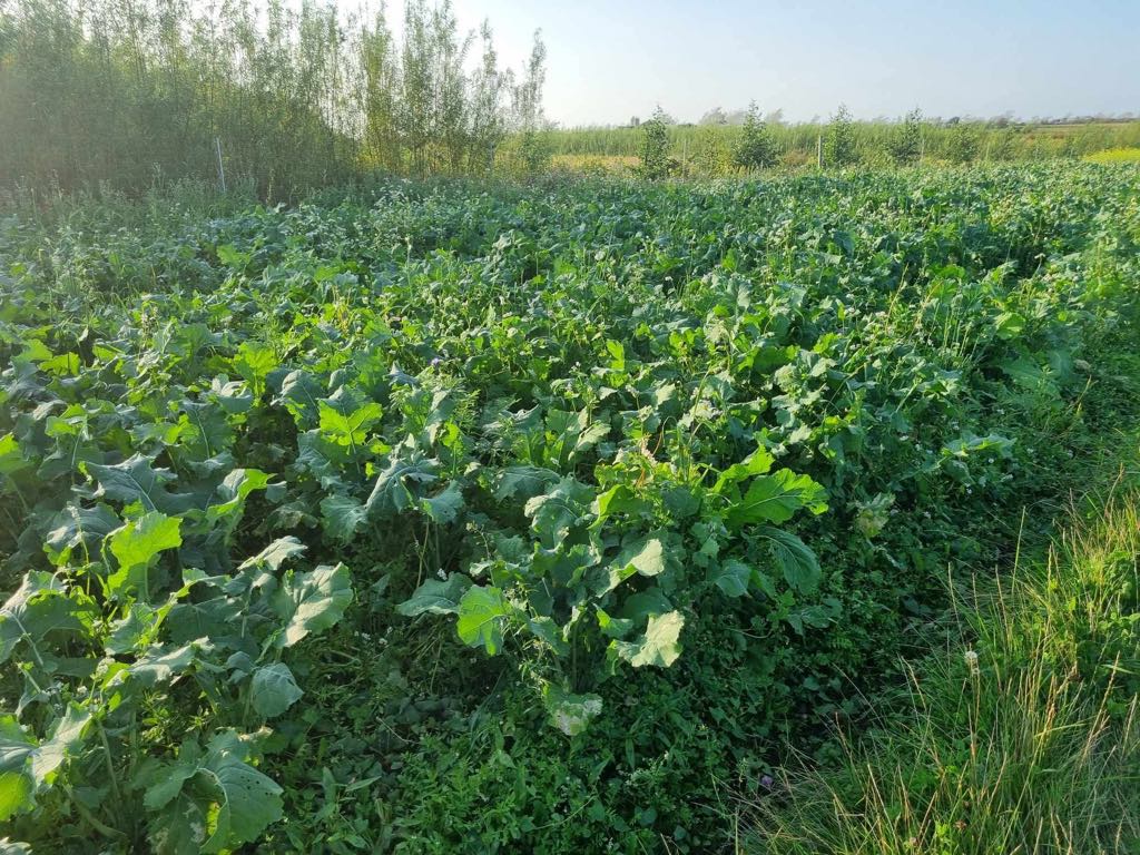 Faunamaster Boost Blend 5 kg