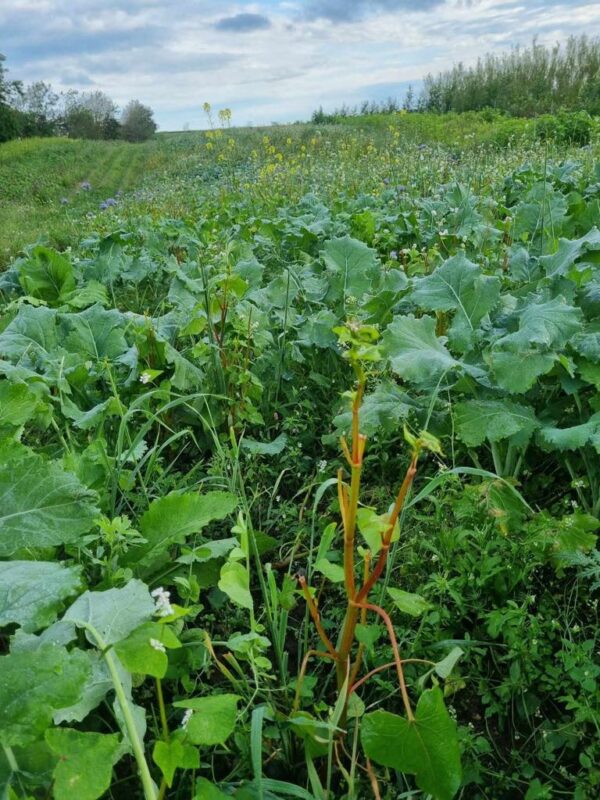 Faunamaster Deer Blend, 5 kg