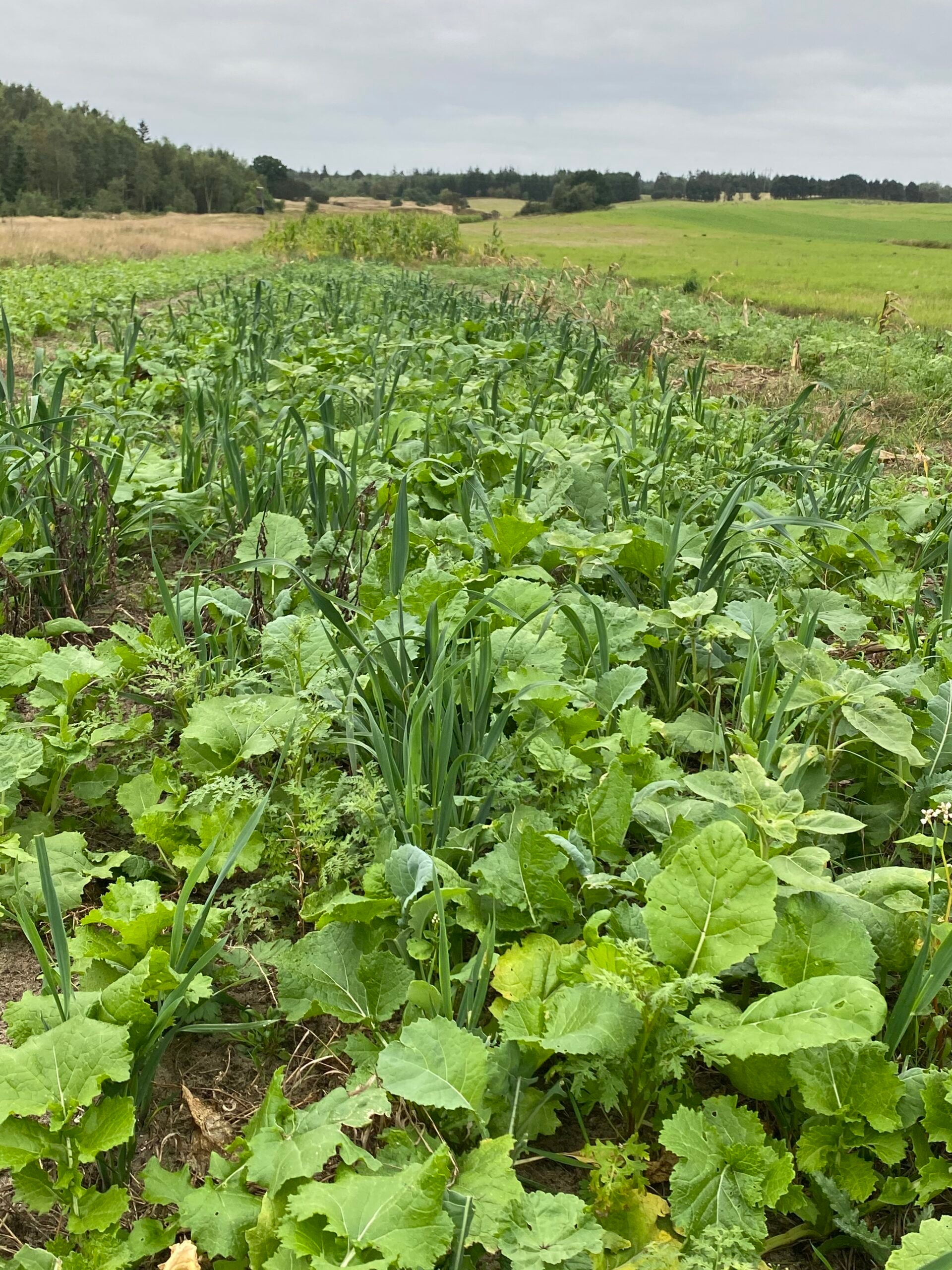 Faunamaster Deer Blend, 5 kg