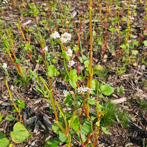 Faunamaster Forest Recovery - 5 kg