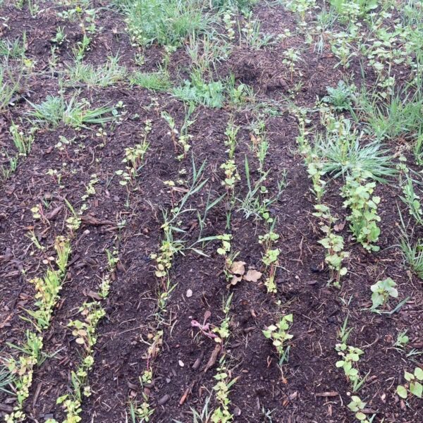 Faunamaster Forest Recovery - 5 kg